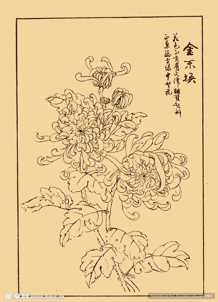 菊花
