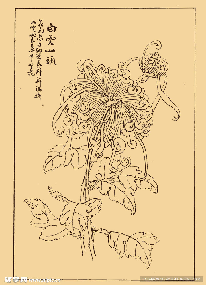 菊花