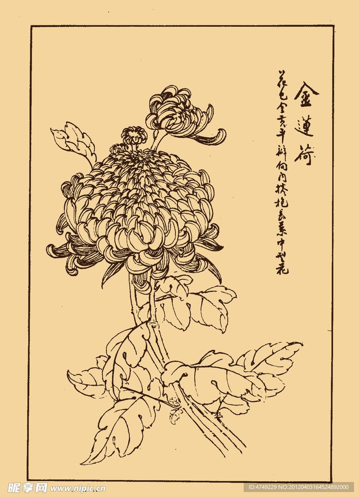 菊花