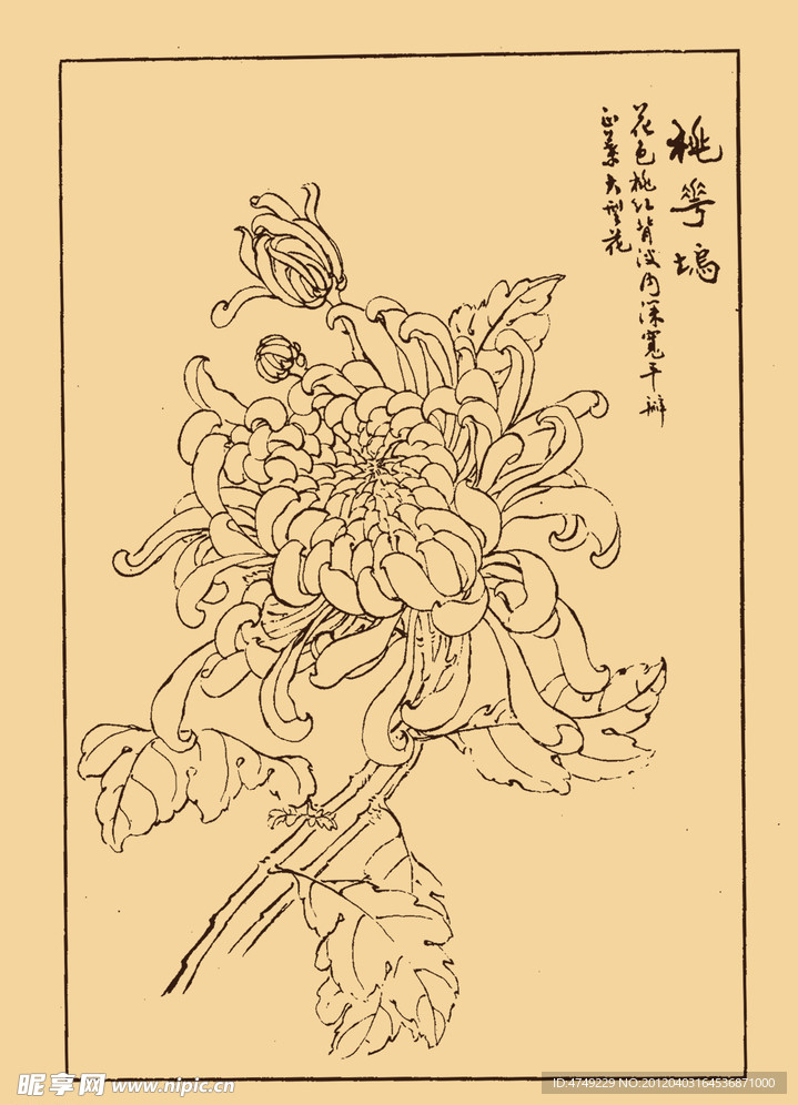 菊花