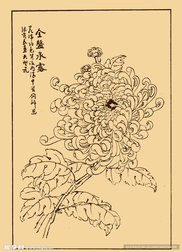 菊花