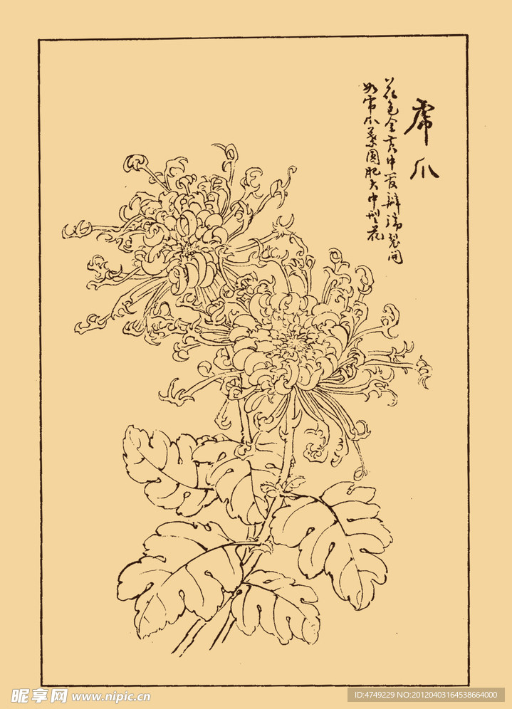 菊花