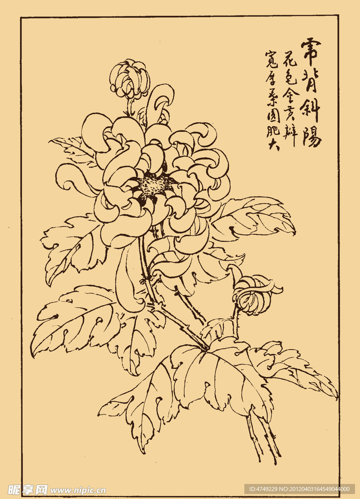菊花