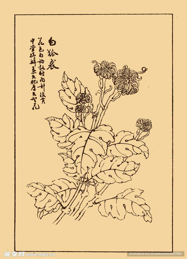 白狐裘