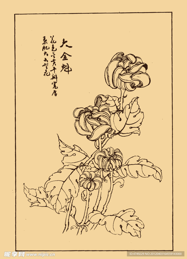 大金魁