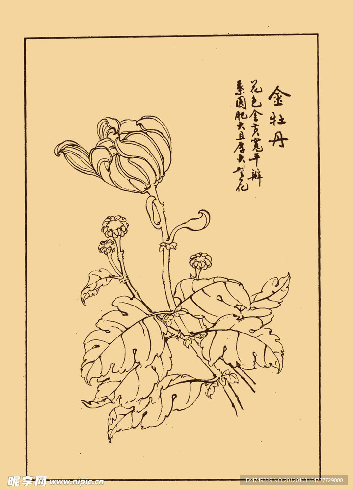 金牡丹