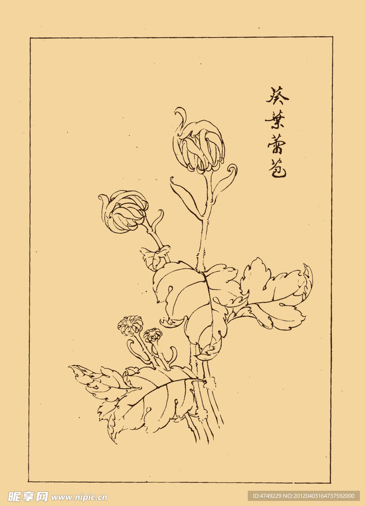 菊花