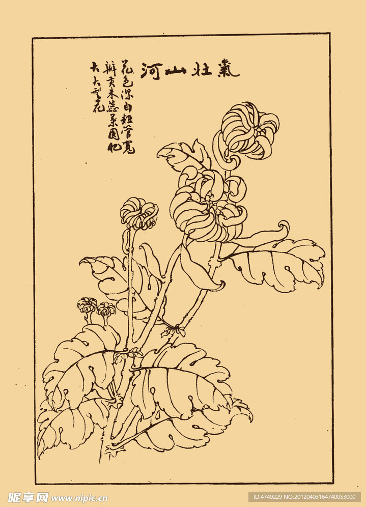 菊花