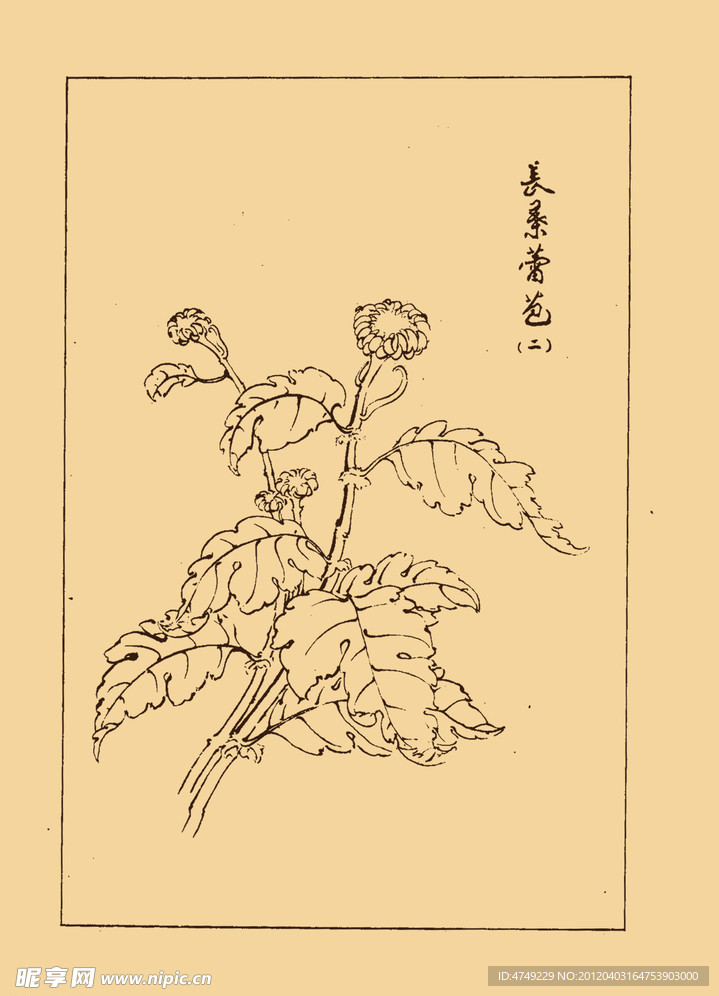 菊花