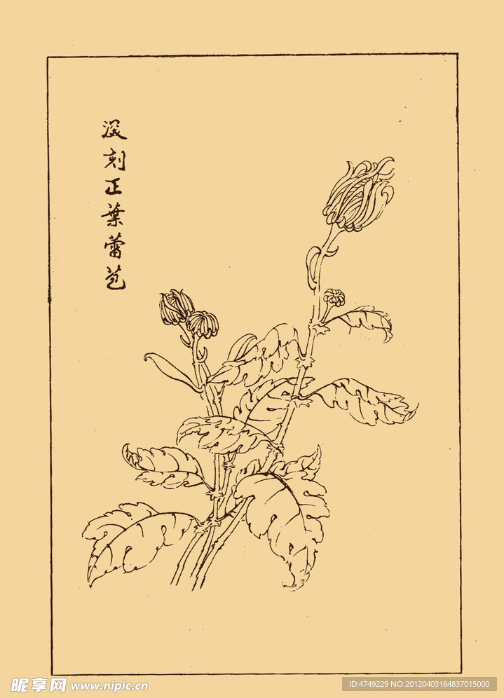 菊花