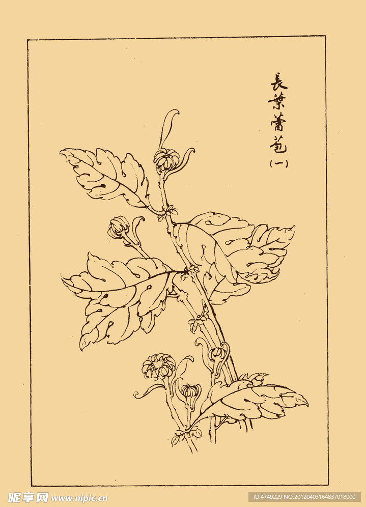 菊花