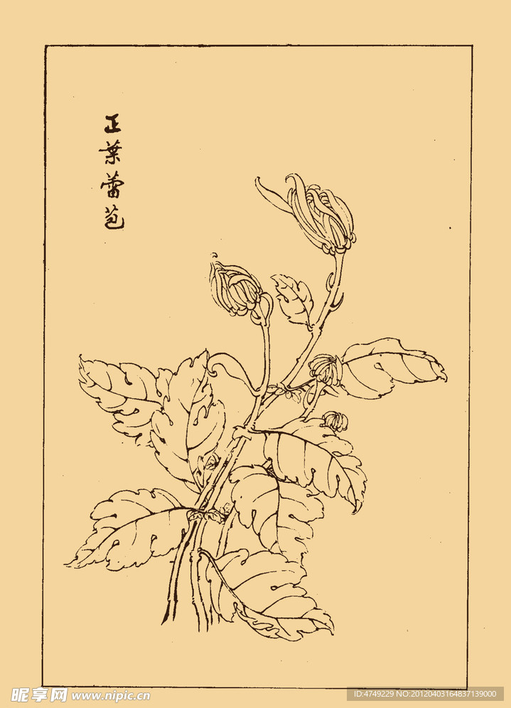 菊花