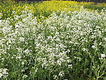 萝卜花油菜花