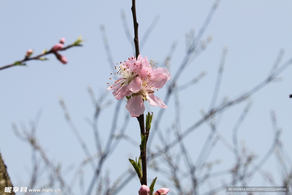 桃花