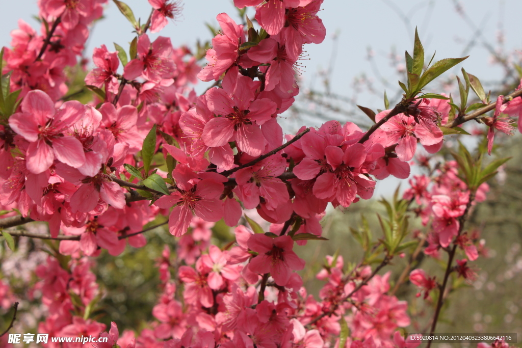 桃花