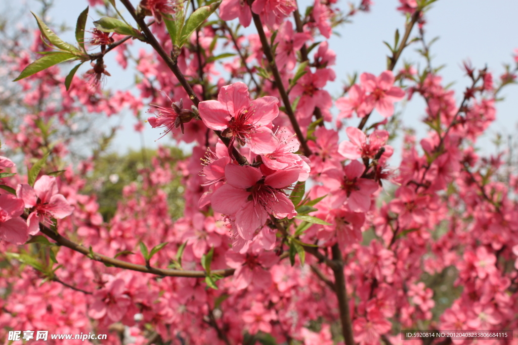 桃花