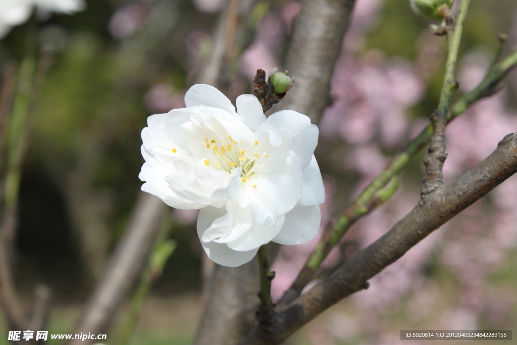 桃花