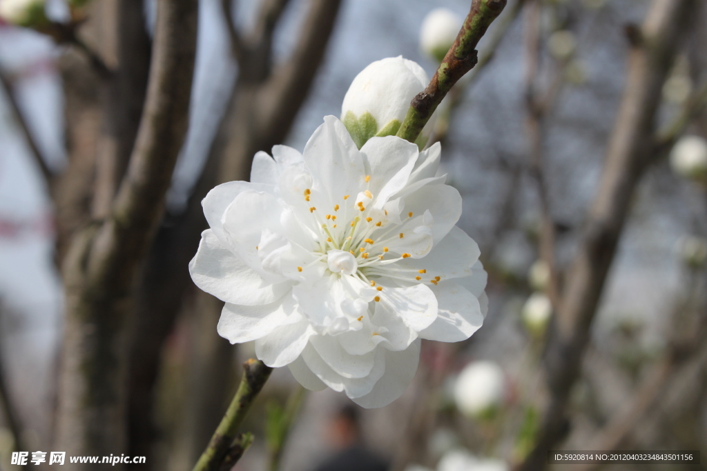 桃花