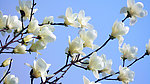 玉兰花