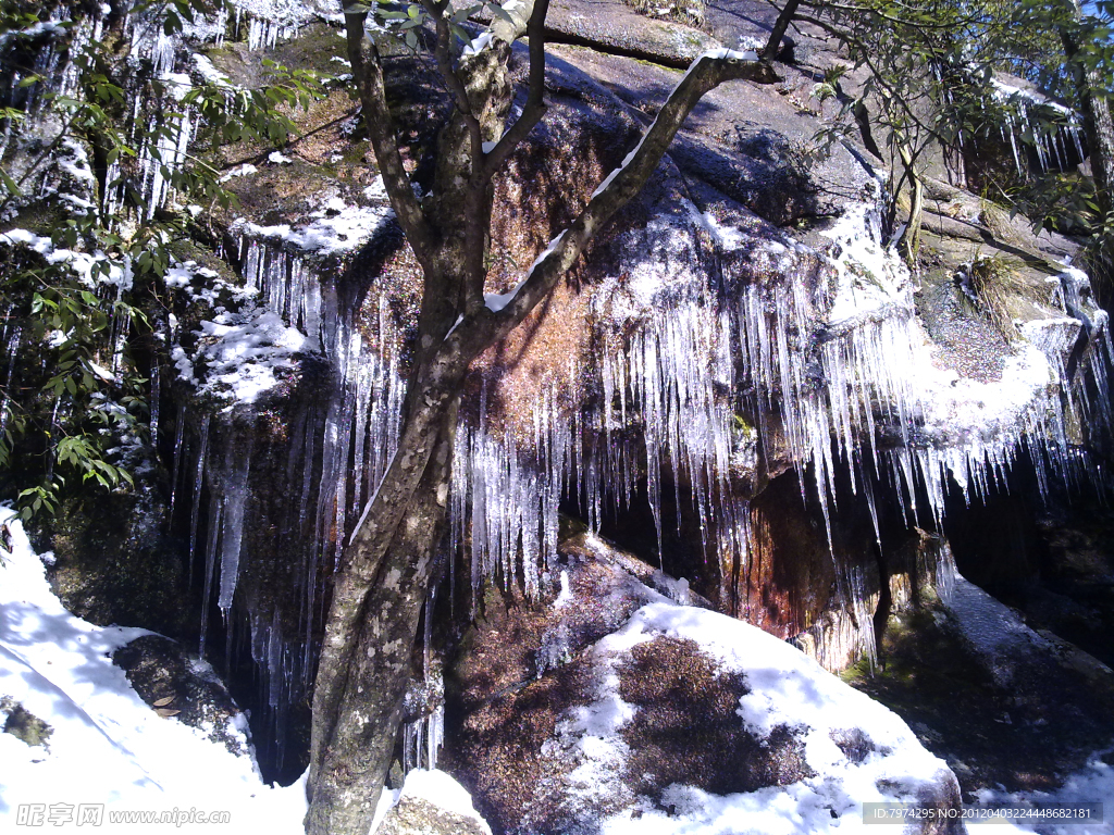 雪松
