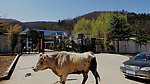 小山村的养殖