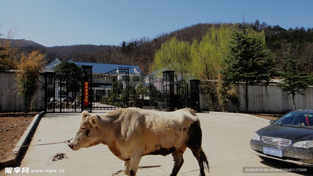 小山村的养殖