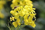 油菜花