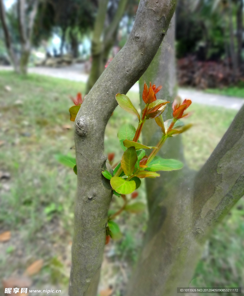 树木春芽