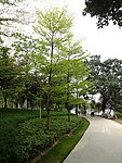 公园小路