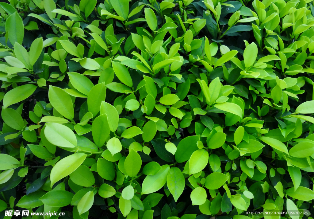 绿色植物