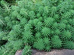 热带植物