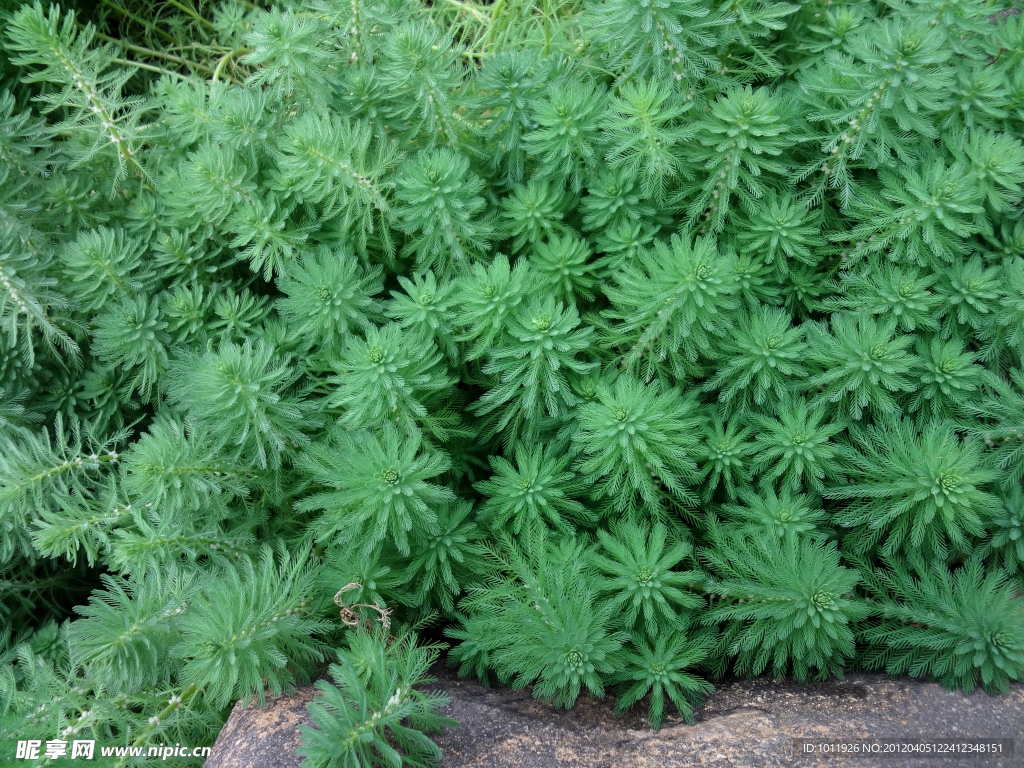 热带植物