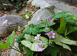 紫色野花