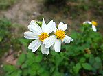 白色小花