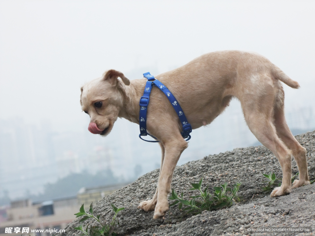 贵宾犬