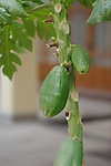 木瓜
