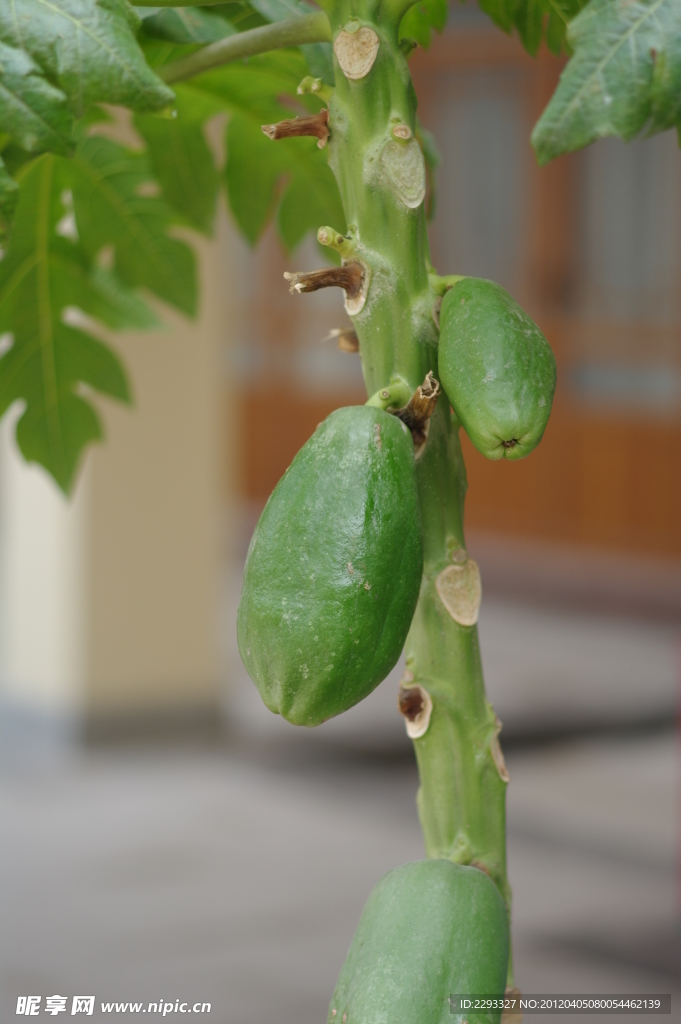 木瓜