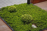 草地