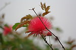 合欢花