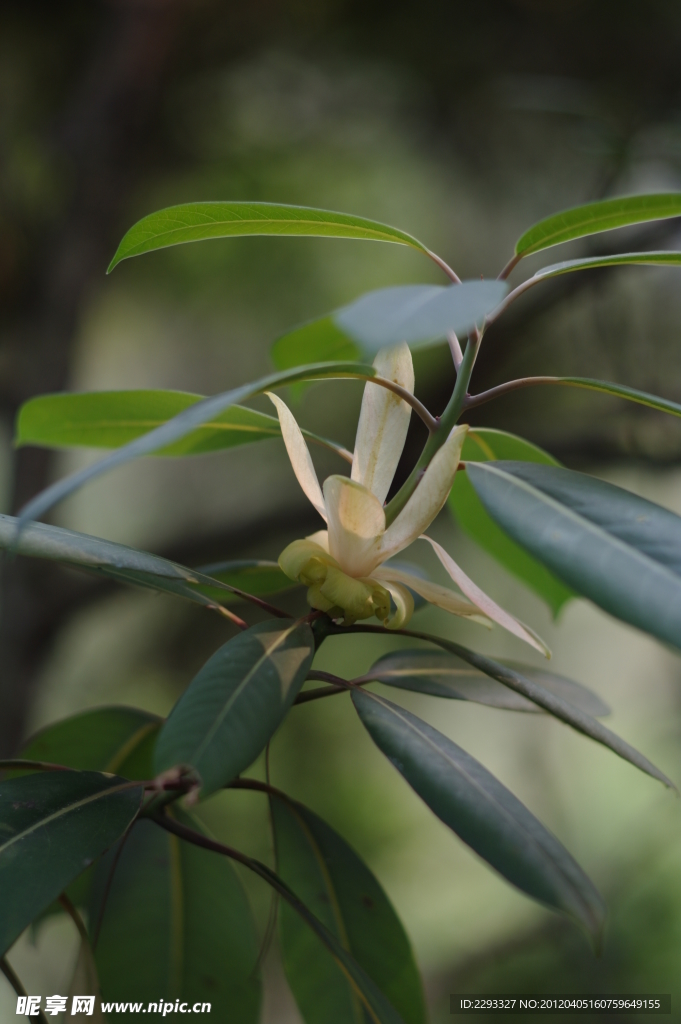 白花
