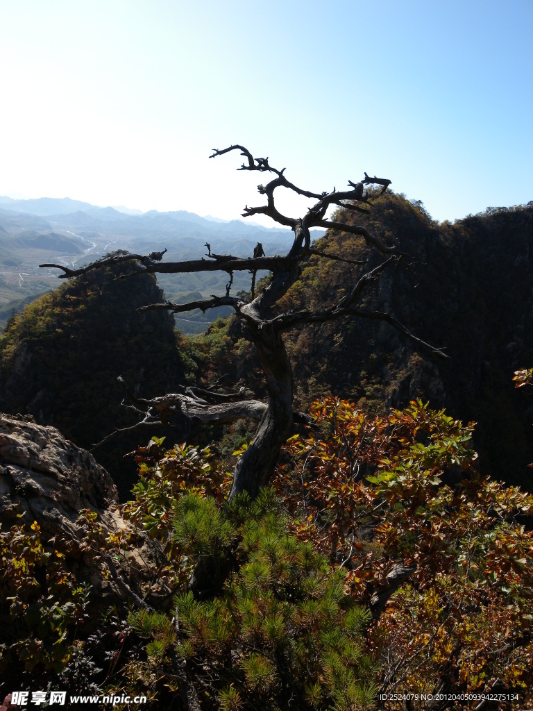 山与树