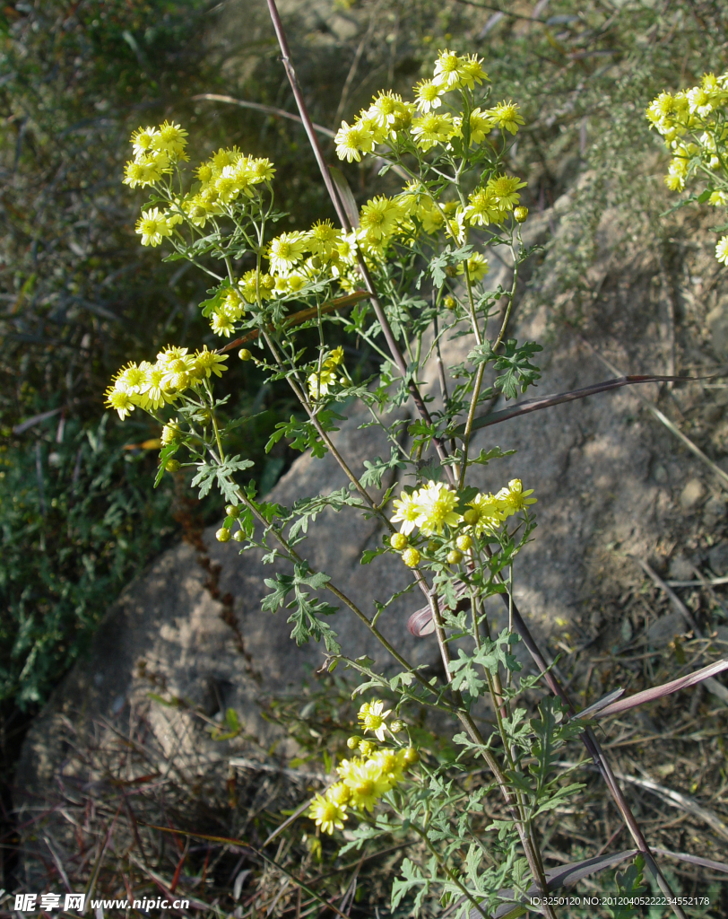 野菊花
