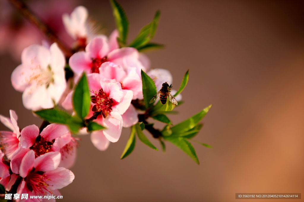 桃花 蜜蜂