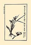 白描兰
