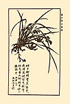 兰花白描