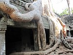 树根