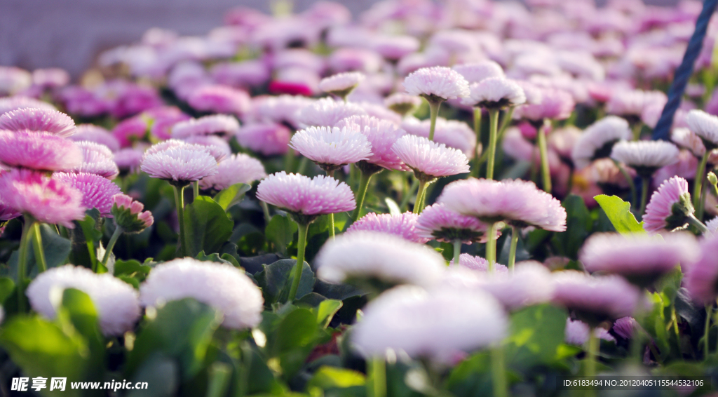 雏菊