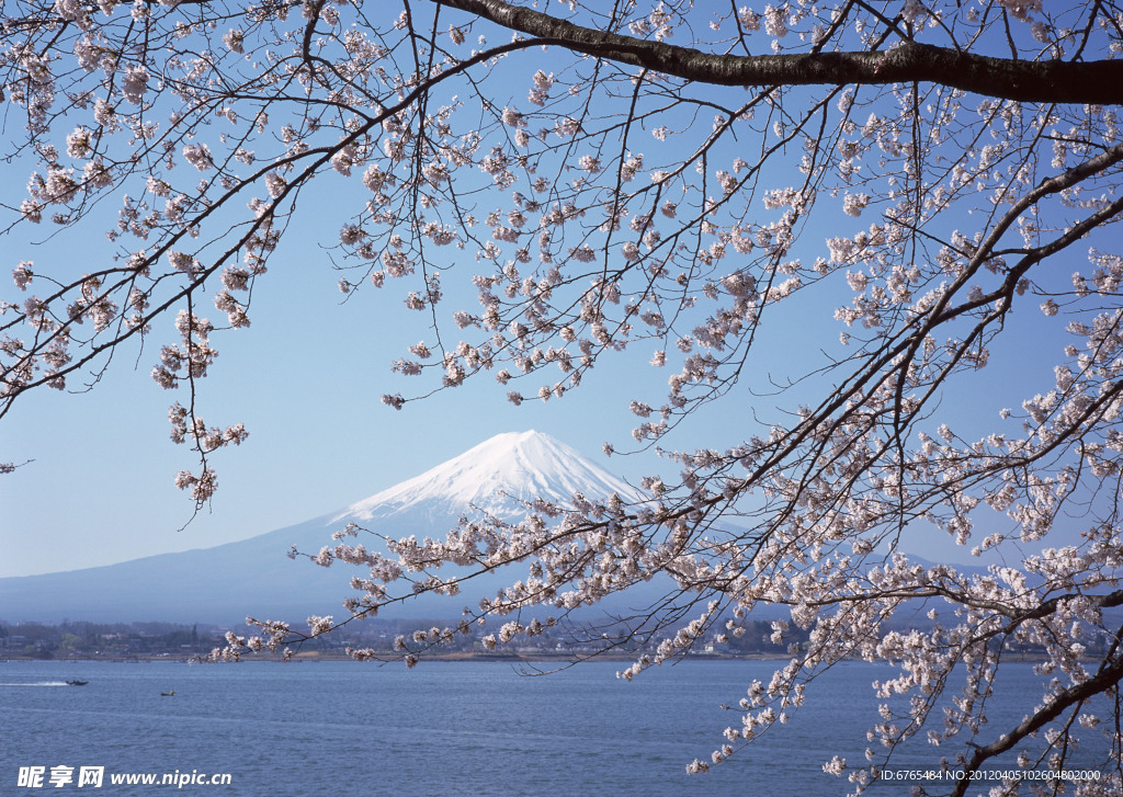 富士山 樱花篇