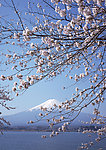 富士山 樱花篇