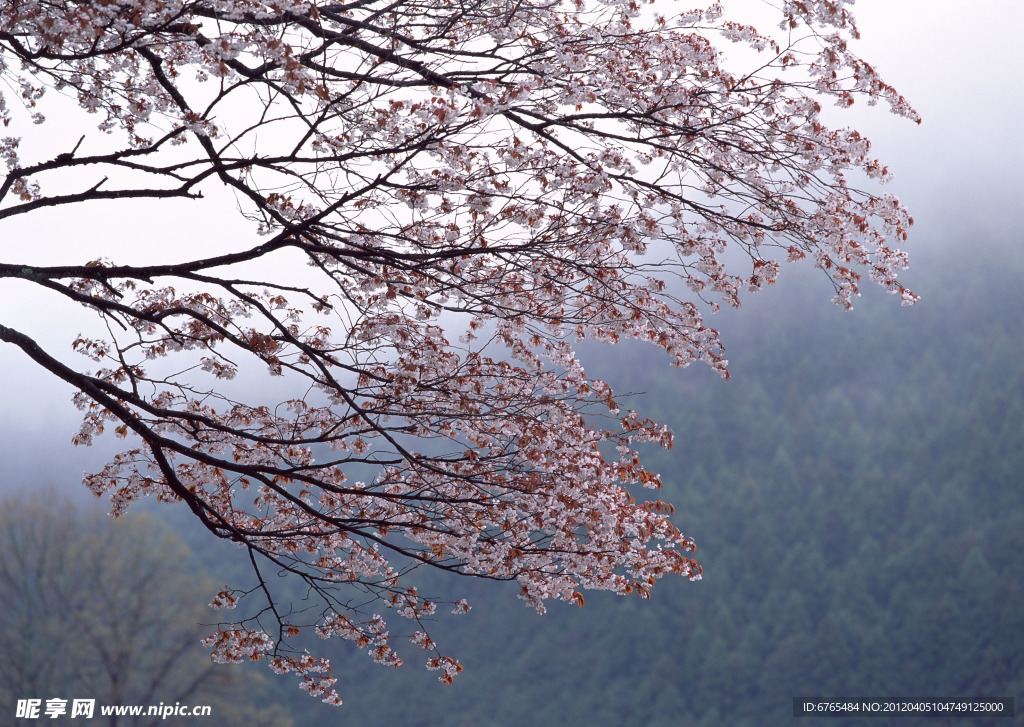 富士山 樱花篇